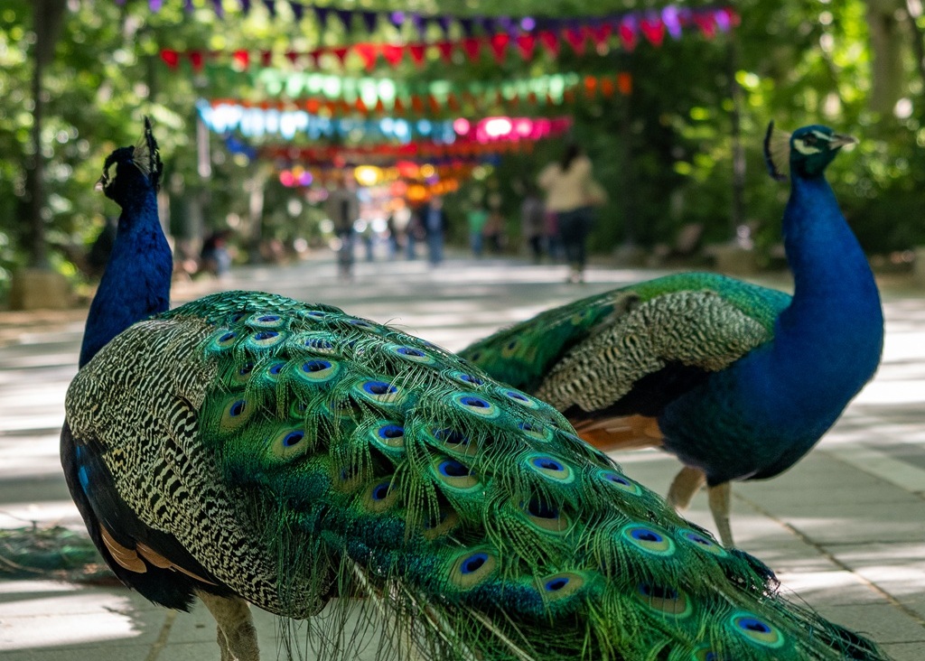 Jaipur Pavos Reales Paseo del Principe