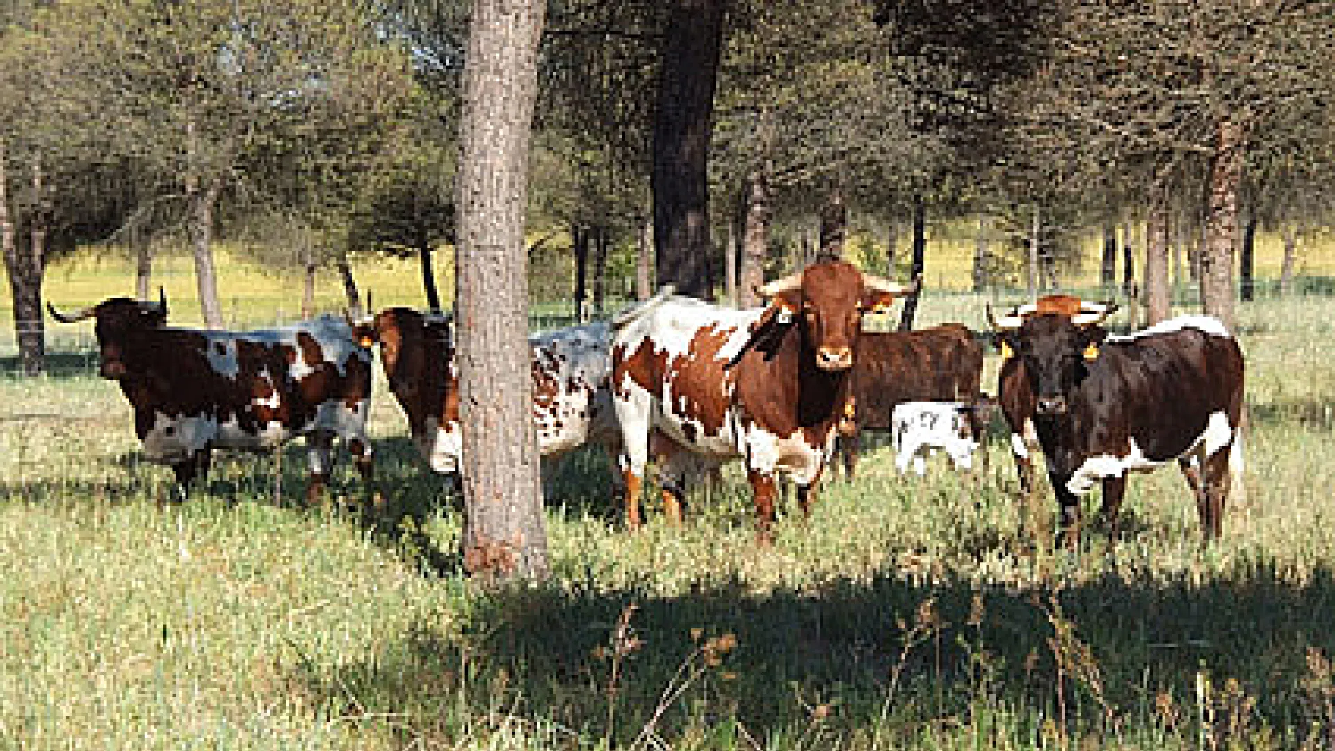 Cortijo Los Expolios 4 Los Expolios2.jpg