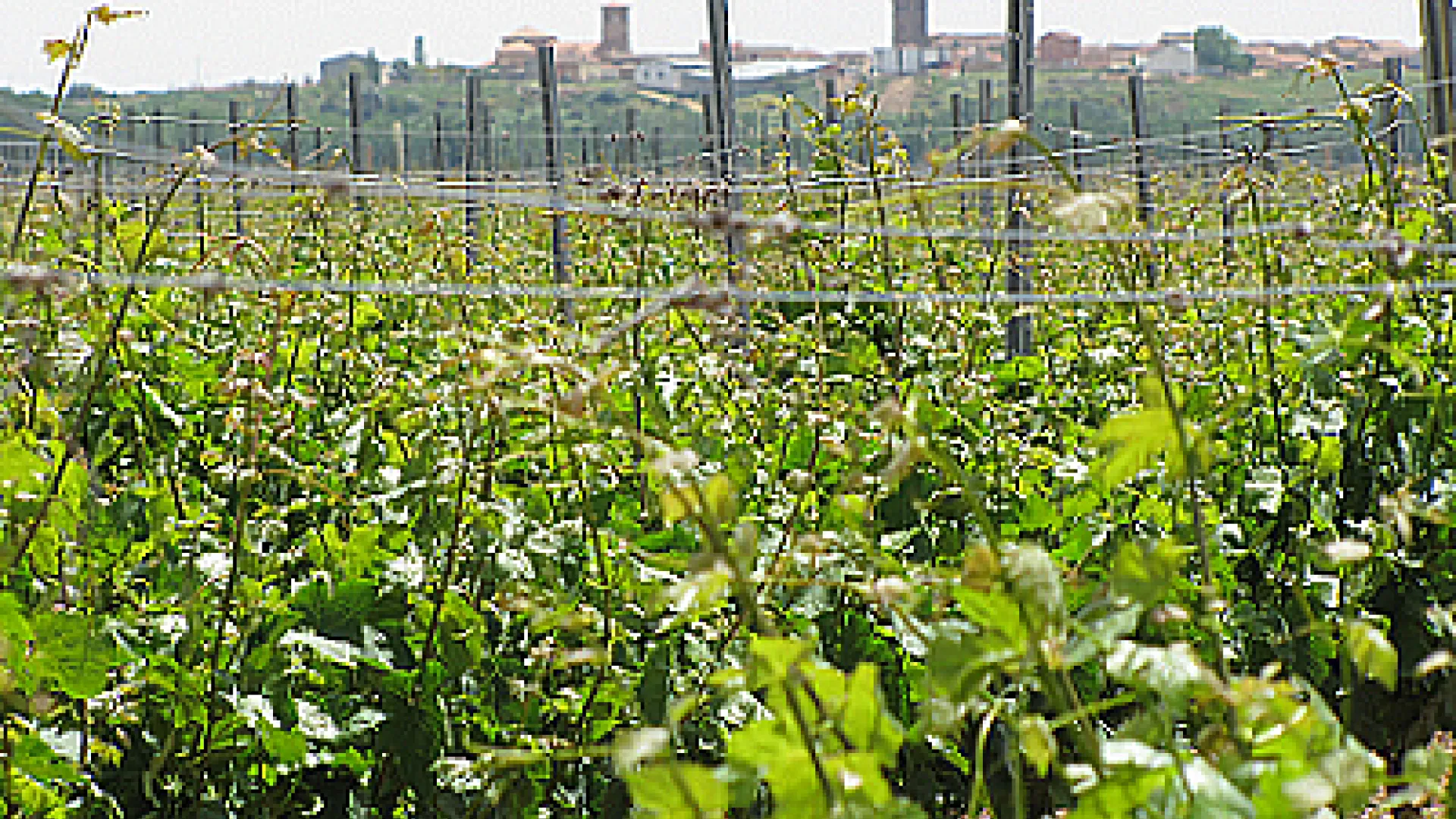 Domaines Viticoles Melgarajo 3 Melgarajo3.png