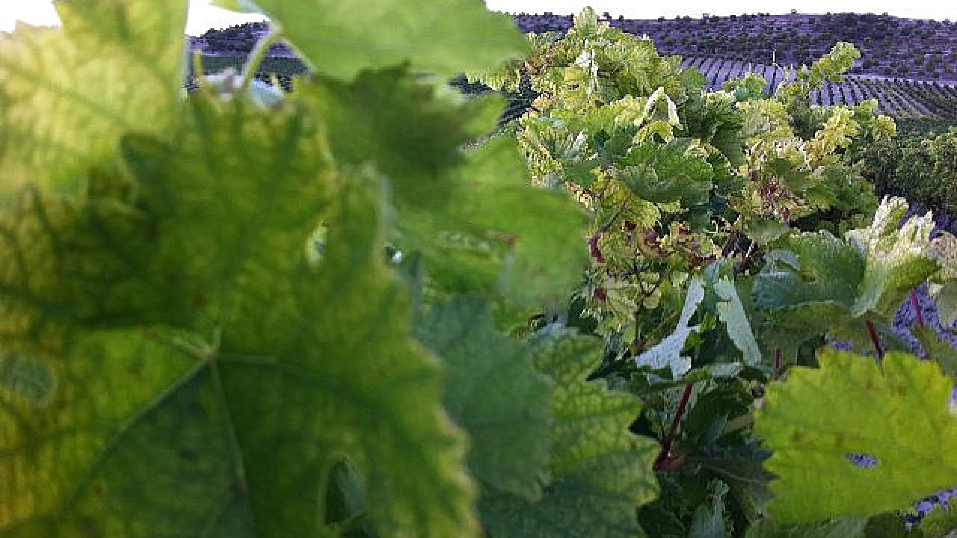 Rento, bodegas Renacimiento 6 Rento6.jpg