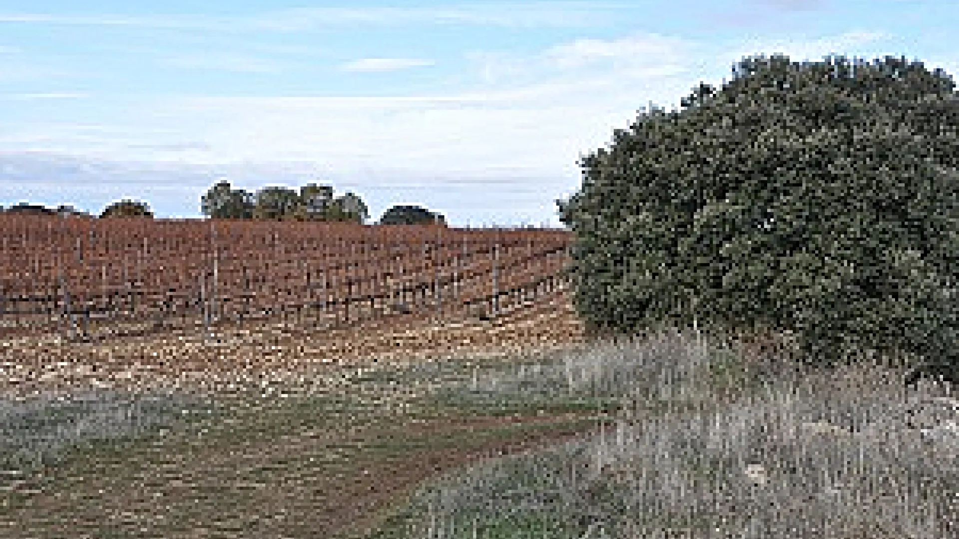Bodega Barco las Culebras 10 barcolasculebras7.png