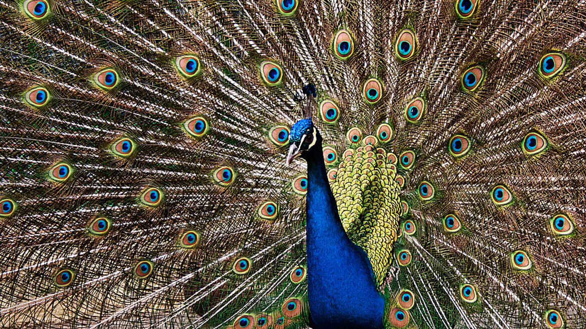 Campo Grande 7 Campo grande6.jpg