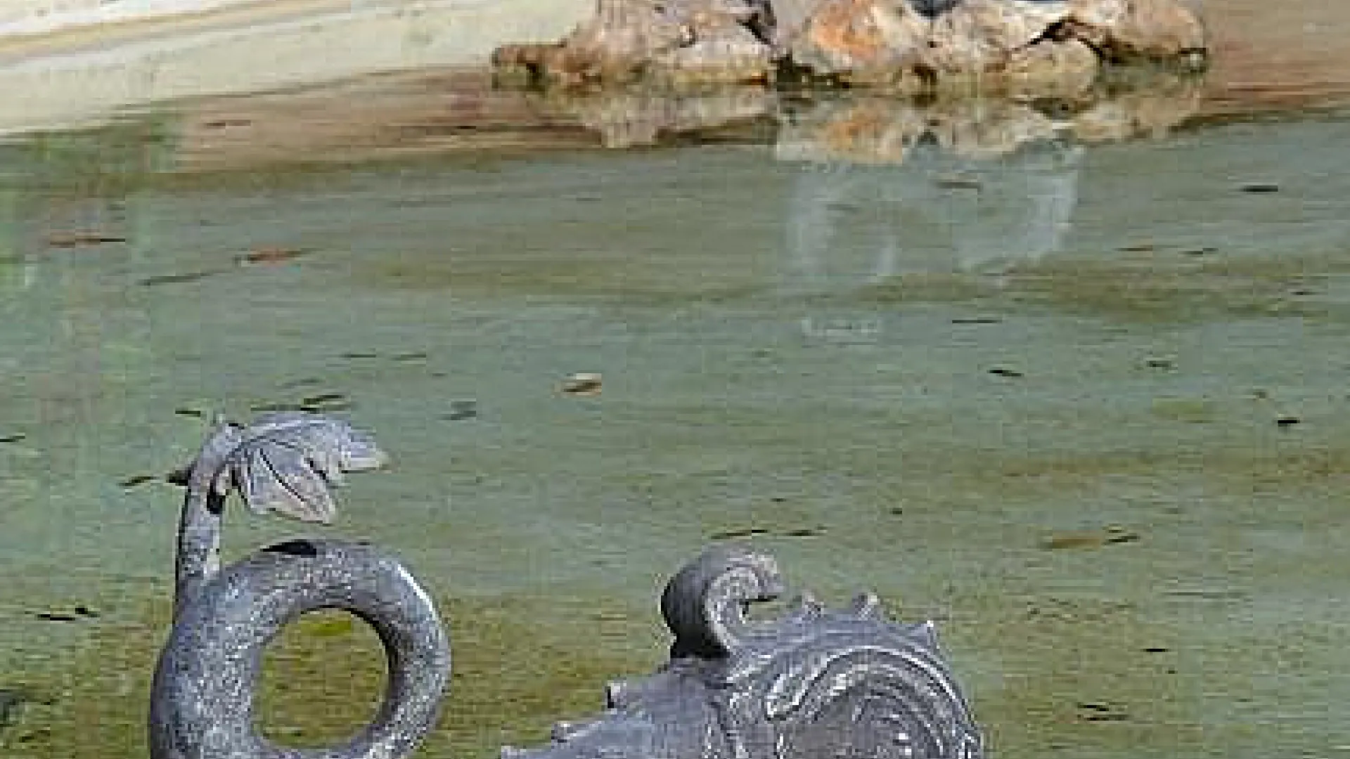 Fuente del Cisne 2 Cisne2.jpg