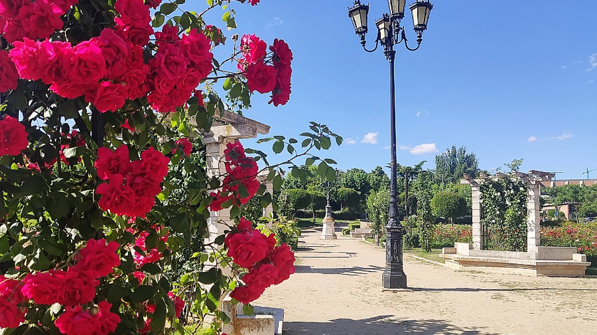 La Rosaleda 1 la rosaleda web 6.jpg