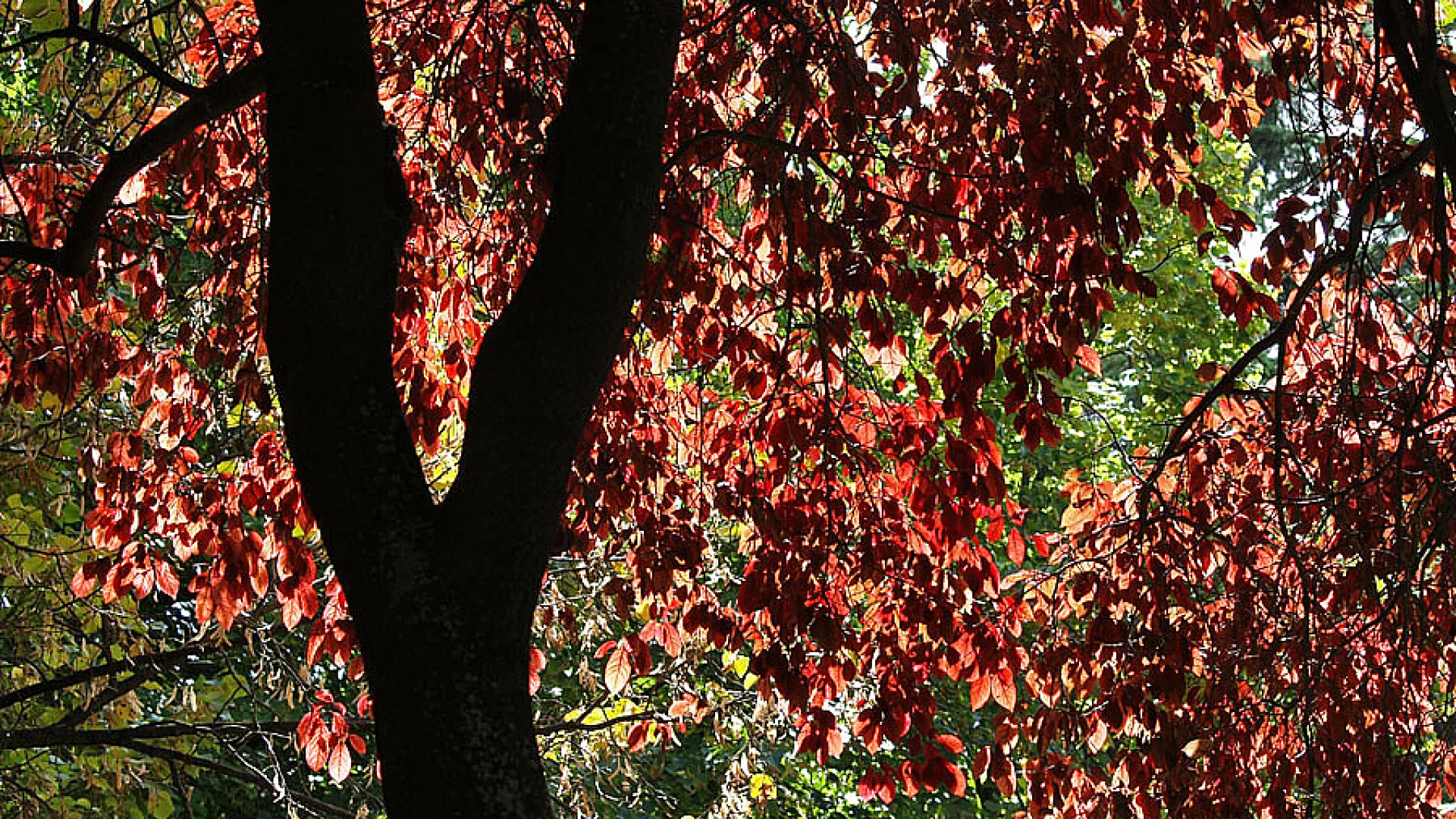 Playa del Pisuerga y paseo de las Moreras 9 playa8.jpg