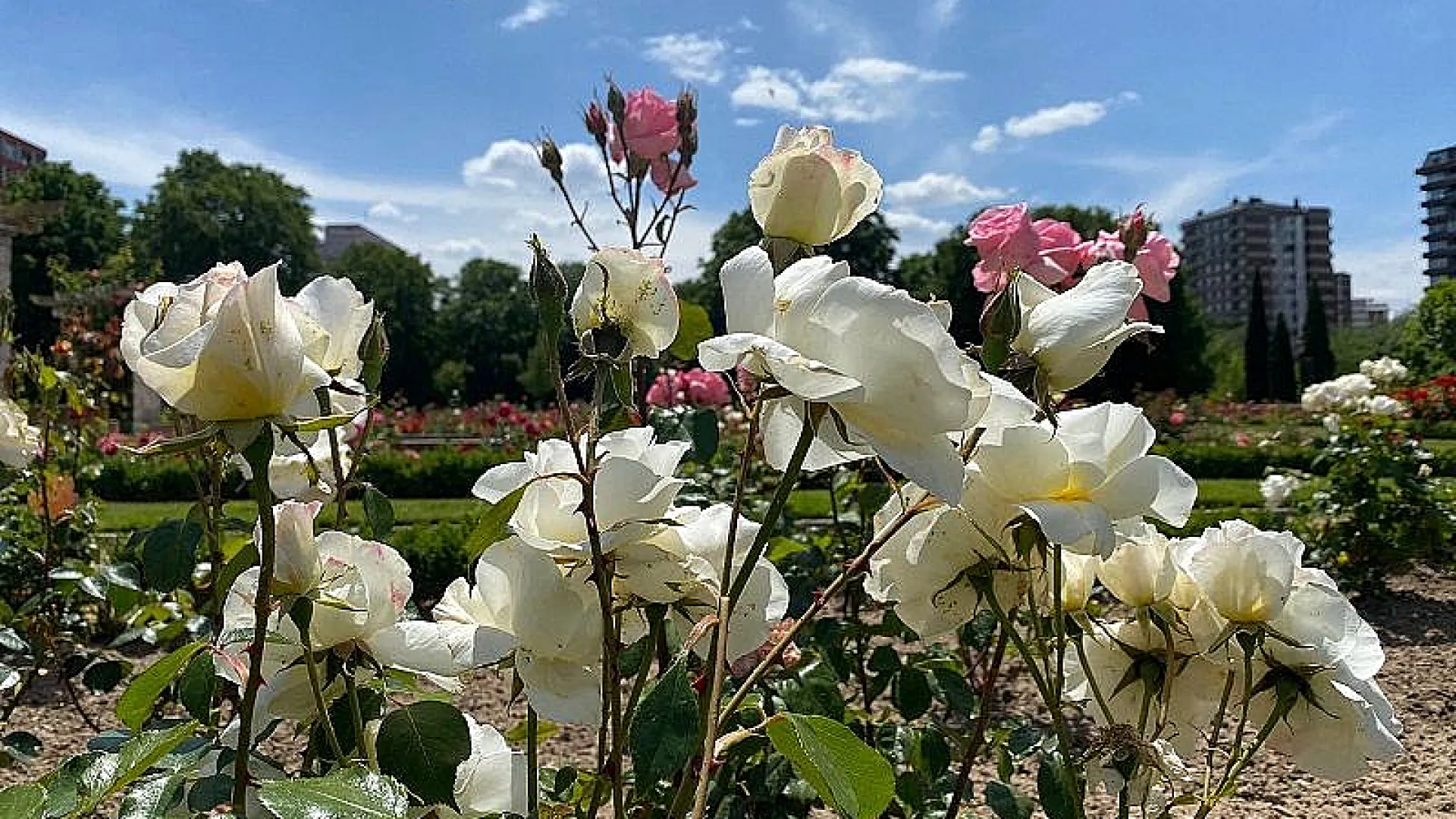 La Rosaleda 3 rosaleda web 3.jpg