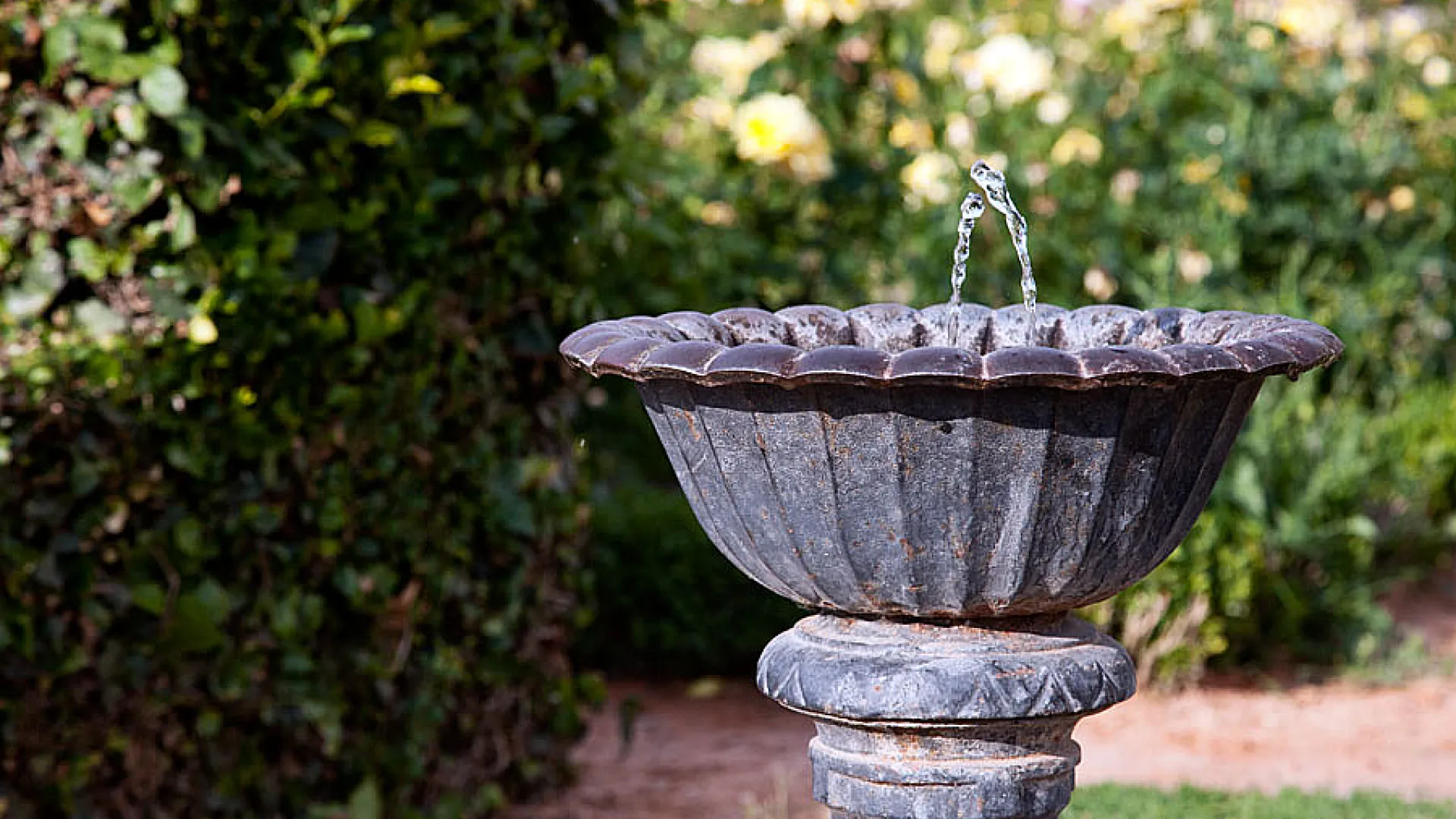 La Rosaleda 8 rosaleda3.jpg