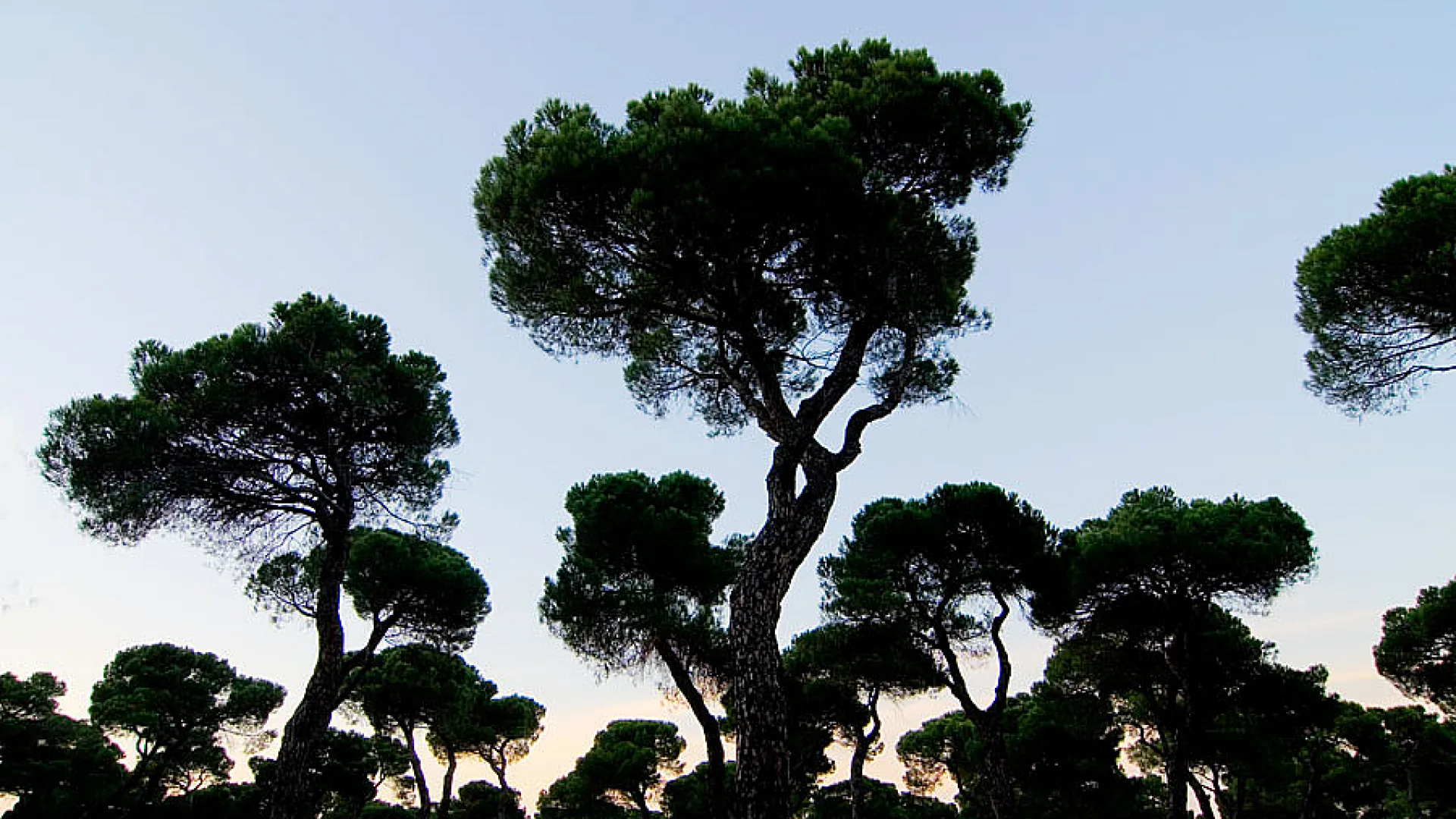 Pinar de Antequera 1 pinar1.jpg