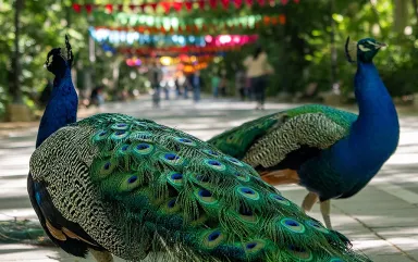 Jaipur Pavos Reales Paseo del Principe