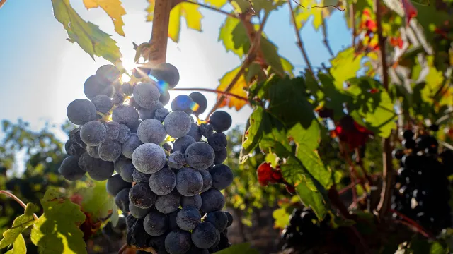 Viñedo en la Ribera de Duero.