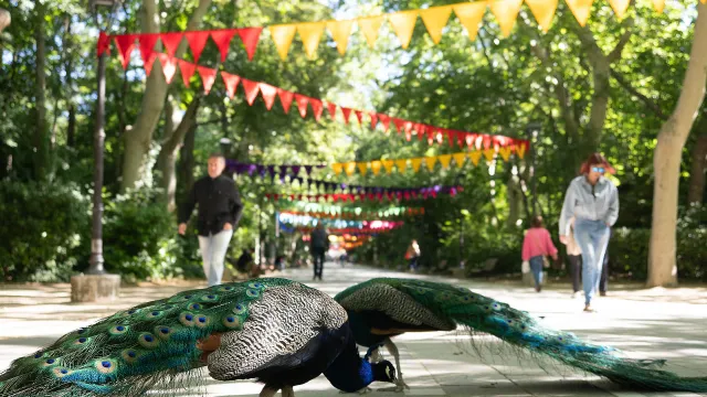 Pavos reales Campo Grande Jaipur Literature Fest